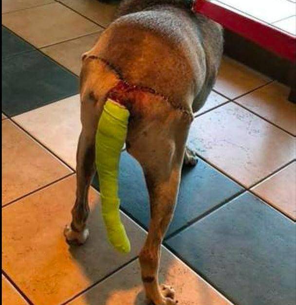 流浪狗因太多好心人喂食,竟成全市最胖的狗