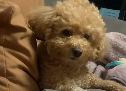 丈夫出差回来后想摸孕妻胎动,狗狗一直护着
