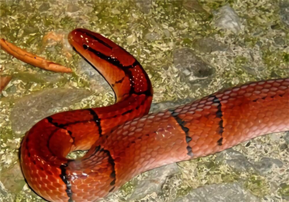 红竹蛇身份信息