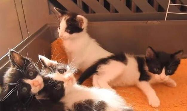 狗狗照顾新生奶猫,紧张到僵硬,直到被小爪子抱住了舌头!