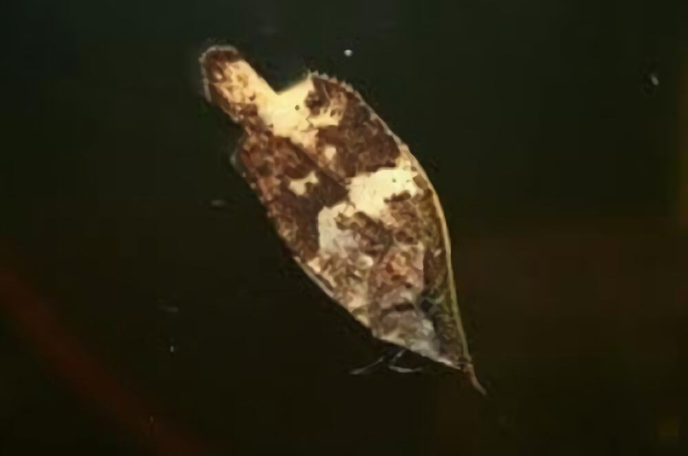 叶形鱼身份信息