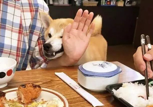 主人带狗狗出门聚会,以便桌子的饭食,即使脸形变了狗狗也罢拼