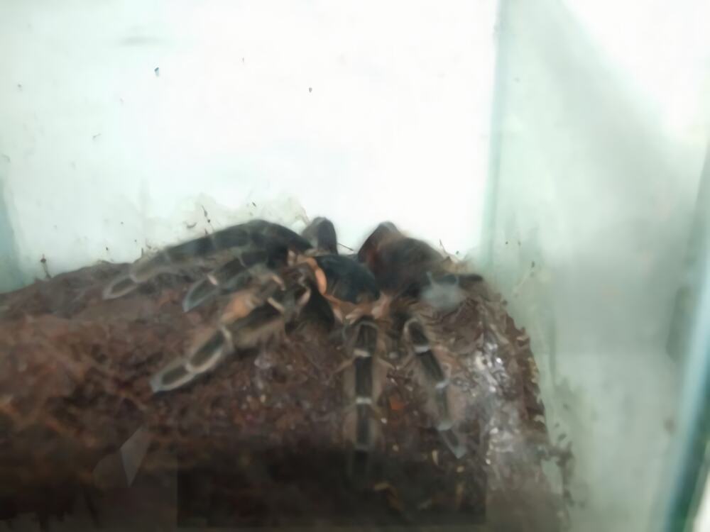 玻利维亚红尾身份信息