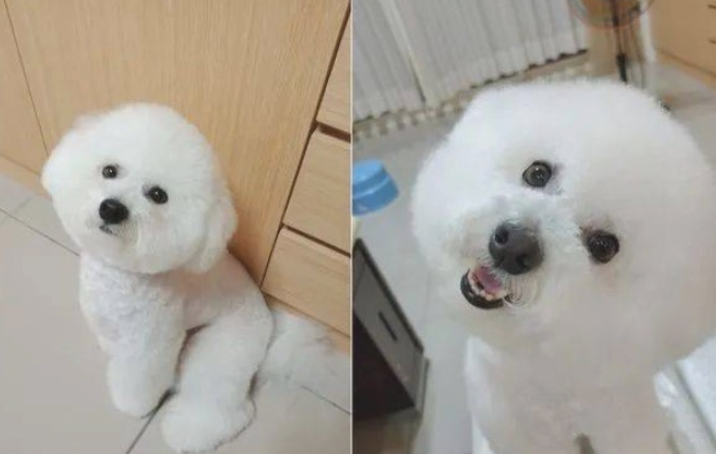 狗子晚上醒来要吃的，铲屎官一看它的脸...笑喷了！