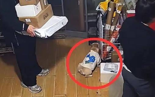 “它是我的家人！”宠物狗在店里撒尿，狗主人殴打店家，引发热议