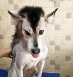 哈士奇被主人摧残得不了狗样了,太凄惨了,真让人心痛!