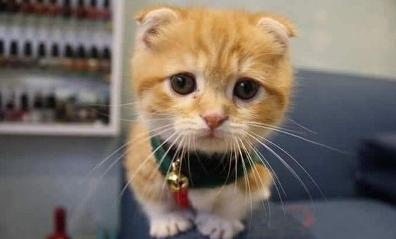 这段期间你到底发生什么事 萌猫长大变讨债老大