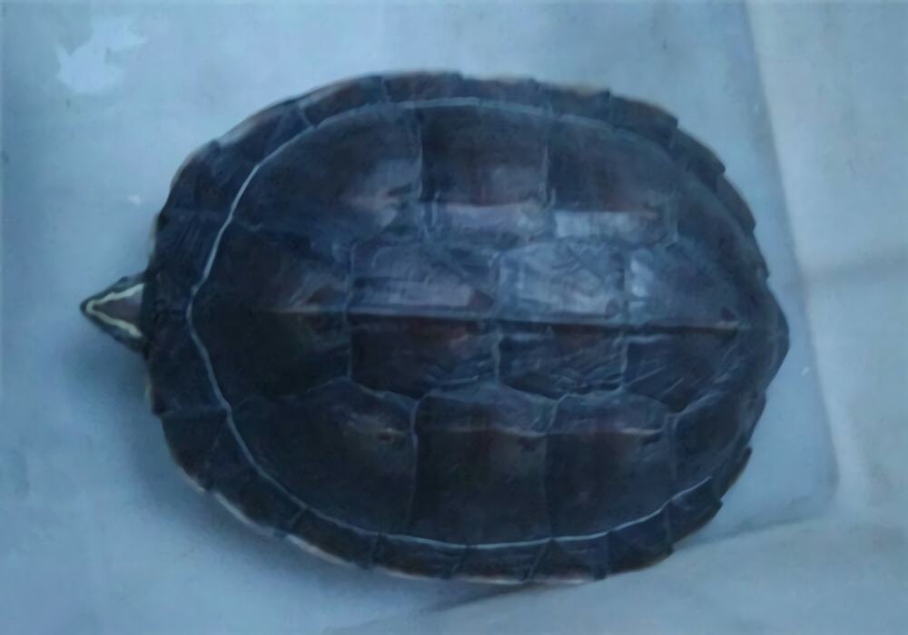 安南龟身份信息