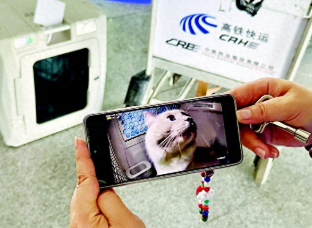 宠物猫狗可以坐高铁了!大连到北京宠物走一趟“车票”360元