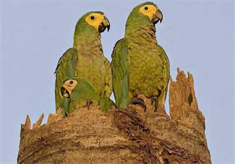 红腹金刚鹦鹉身份信息