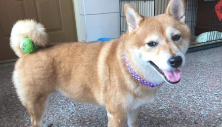主人把玩具偷放到柴犬的小尾巴上,它还四处去找:刚刚仍在这的啊!