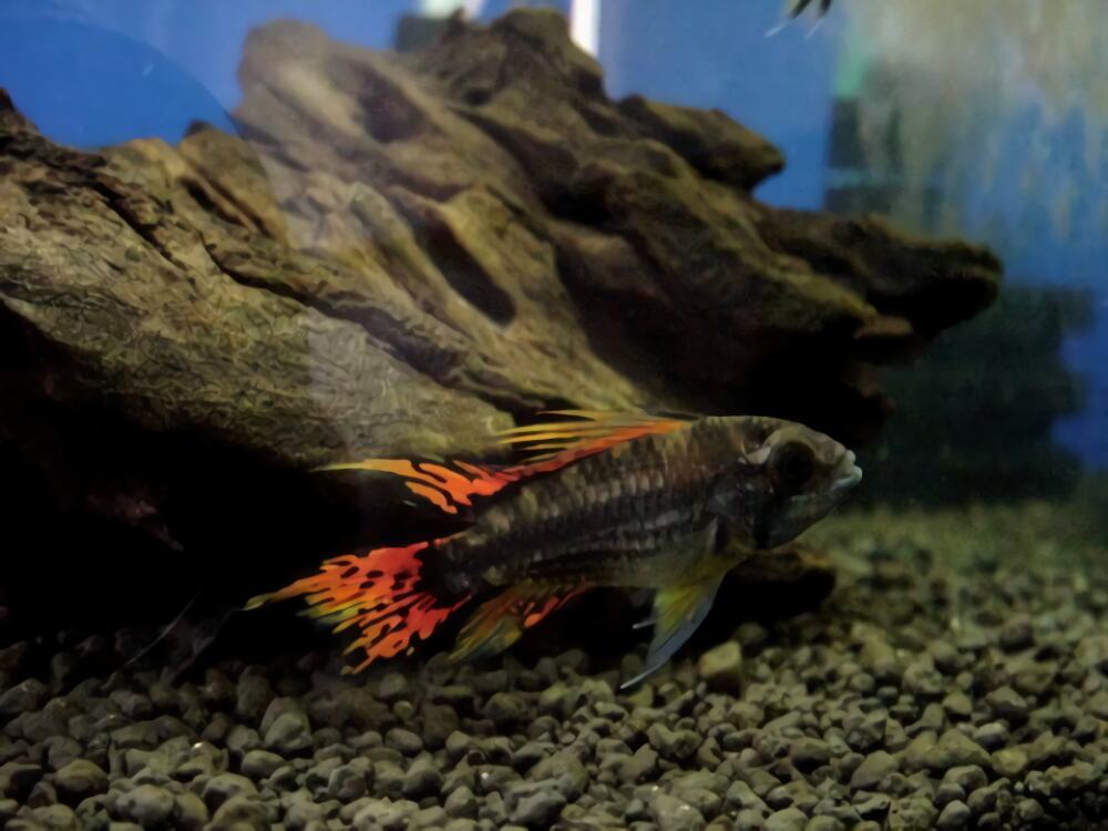 凤尾短鲷身份信息