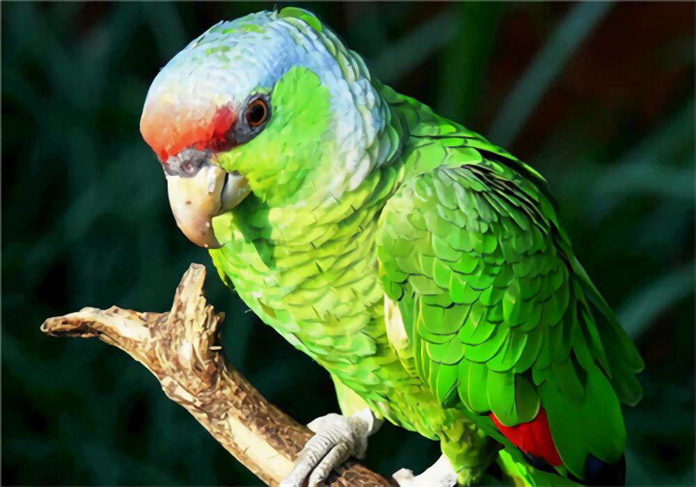 紫冠亚马逊鹦鹉身份信息