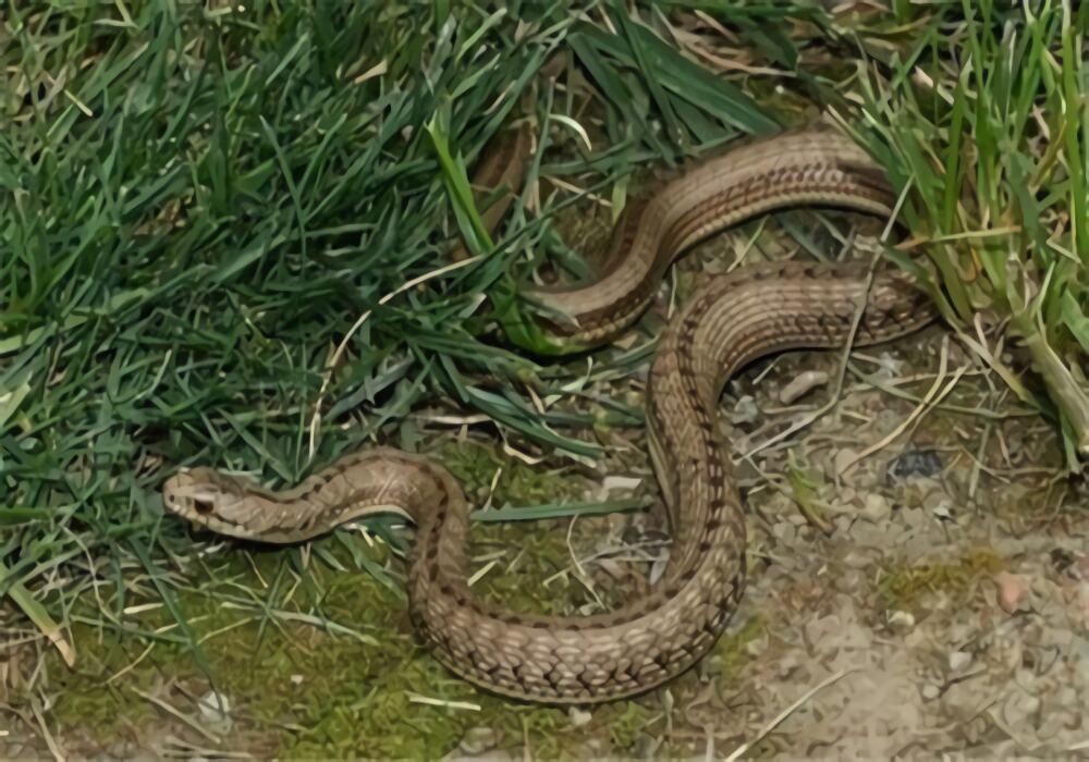 温泉蛇身份信息