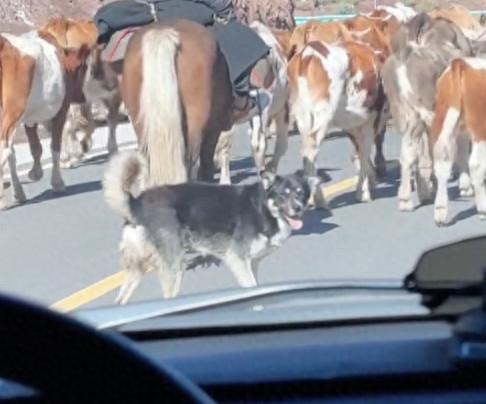 网友开车跟牛群太近了,被牧牛犬警告停下来!狗:算你有眼力见!