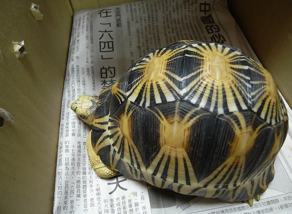 辐射陆龟身份信息