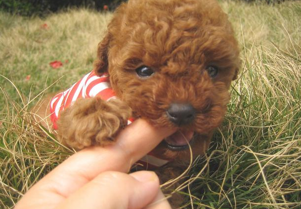泰迪犬出現这5种个人行为,表明它要反抗你了,小心咬你!