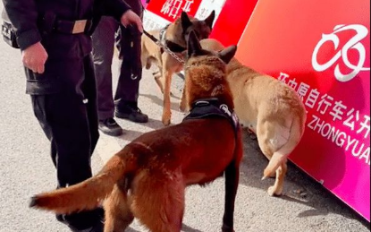 拉布拉多走到警犬旁,让它都不能正常执勤了,狗也难过美人关呀!