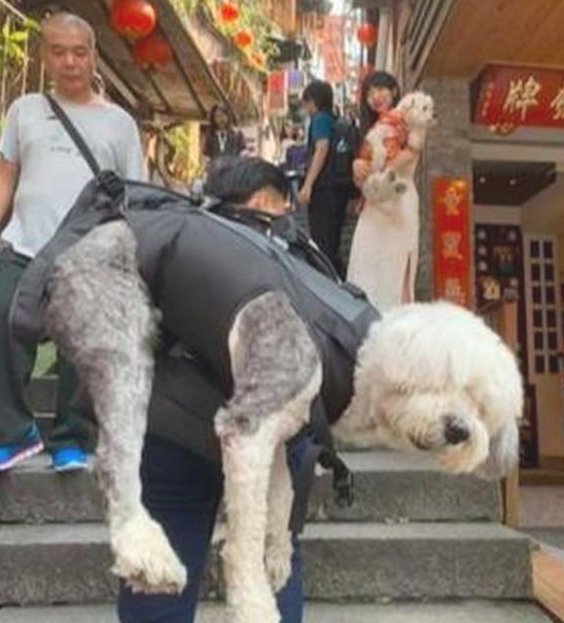 九岁老狗身体一落千丈,主人带它最后一次去旅游,诸多网民被打动