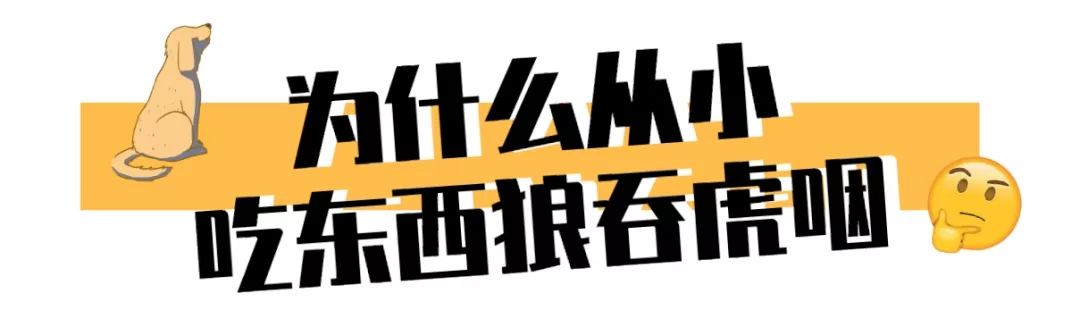 狗子吃东西狼吞虎咽?小心酿成大祸!