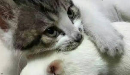 猫咪跟耗子在一起了?“吃瓜狗”有点看不下去了!