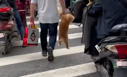 过马路的时候，大叔直接就提起狗狗走！狗：难道我是手提包吗？