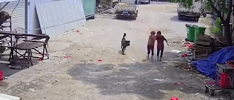 72岁女主人被自己两条恶犬咬死,小区业主曾多次投诉无效