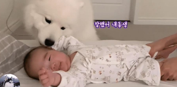 女主生了宝宝,大白狗把它当“宝”一样,还懂得给它盖被子