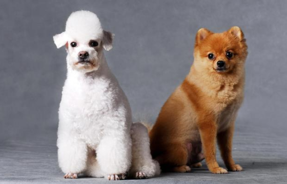 市民带宠物狗进饭店站婴儿座椅里进食、遭网友们狂吐槽