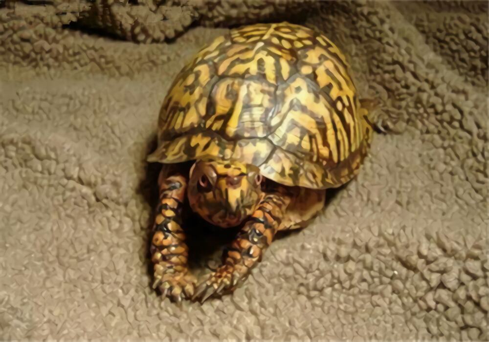 西部箱龟身份信息