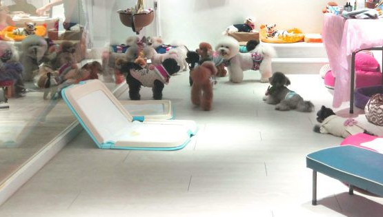 提供日托服务的狗狗幼稚园 举办圣诞趴超热闹