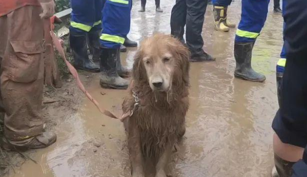 搜救犬连续工作13小时成“泥猴”:不要灾难时才想起它们的好!