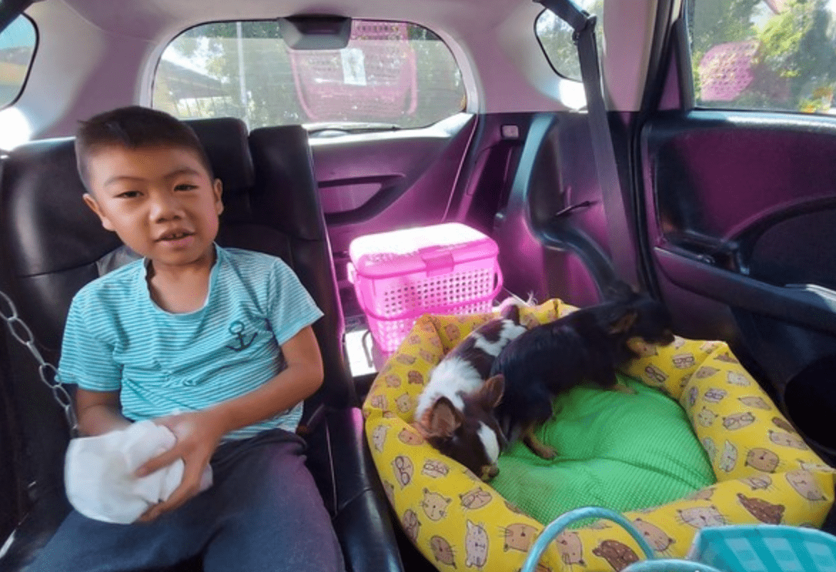 狗狗绝育后麻药未退,小男孩误以为它们死了,吓得跪地痛哭