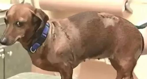 腊肠犬义无反顾与黑熊搏杀,主人因而得救,小狗却身负受伤
