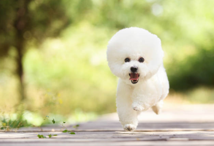 2021年犬只领养开放活动开始,泰迪、贵宾、萨摩耶等小可爱,等你领回家