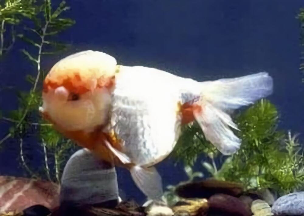 元宝红身份信息