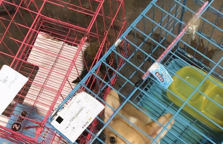 一宠主家的小柯基从小就喜欢玩逗猫棒,主人:我怀疑养了只假狗