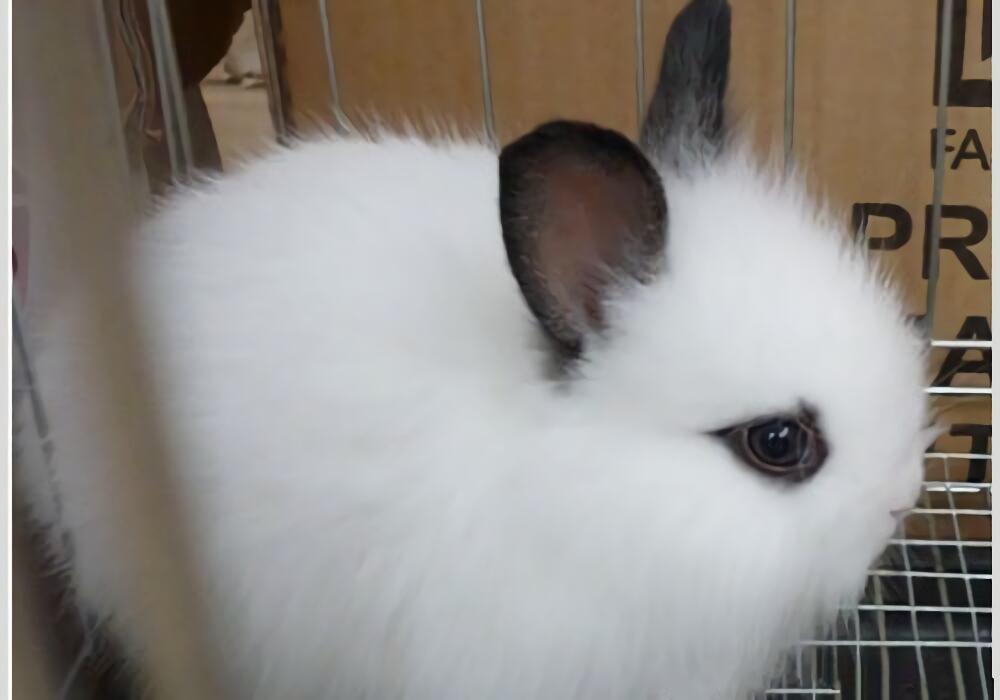 西施兔身份信息