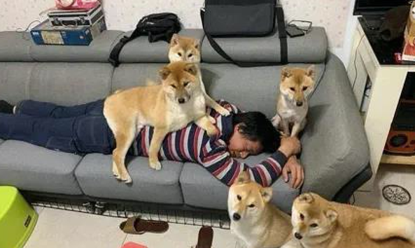 主人家在沙发上睡觉了,几个柴犬统统趴到他的身上,压力很大啊!