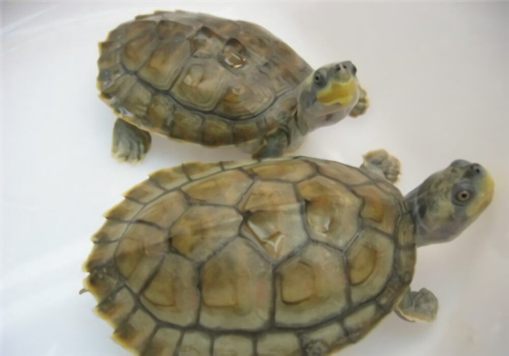 红冠棱背龟身份信息