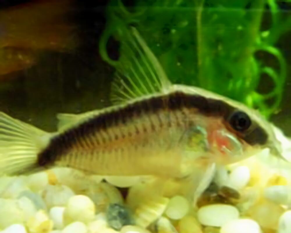 印第安鼠身份信息