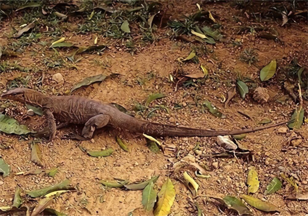 黄巨蜥身份信息