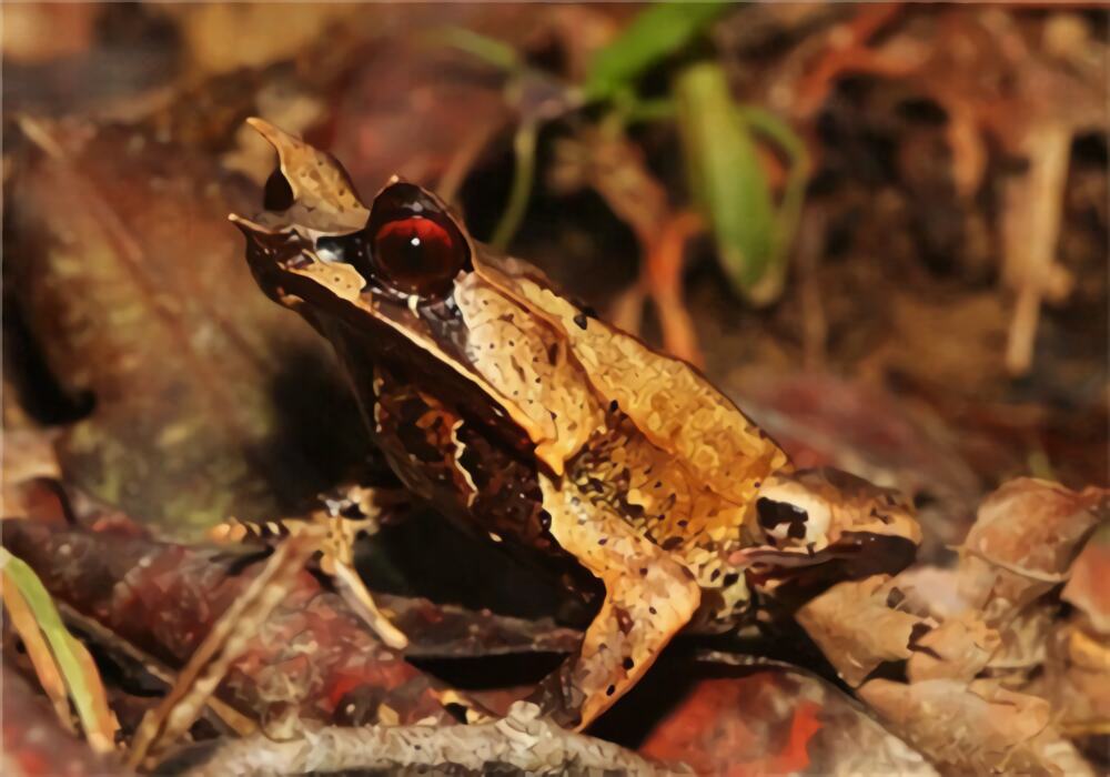 三角枯叶蛙身份信息