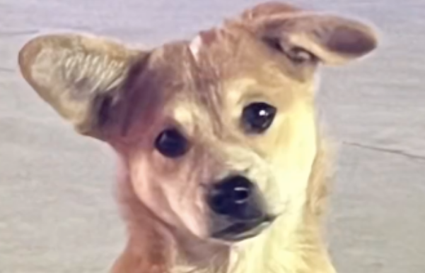 妹子好心请流浪狗吃5根羊肉串，结果发现…是灰姑娘给豪门大少花钱了哈哈