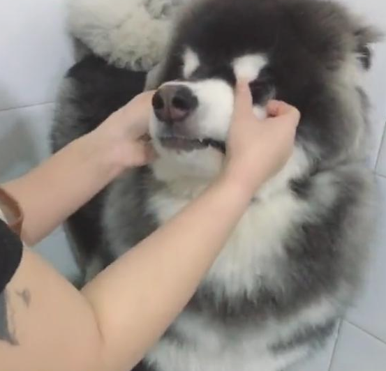 带阿拉斯加犬去冼澡,却遭遇女店员狂吻,狗狗:长得帅便是苦恼多