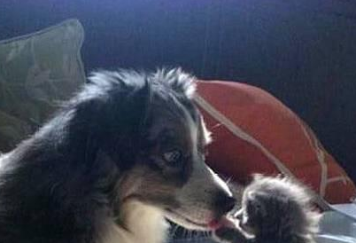 家里新来小奶猫,本以为会和狗狗打架,没想到......