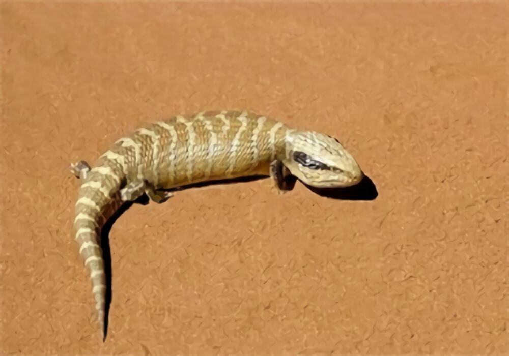 细纹蓝舌蜥身份信息