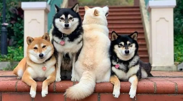 4只狗狗一起拍全家福,白色柴犬总是不在状态,这是戏精上身吗?