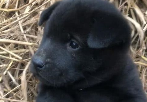 花一块钱买了只田园犬,看到狗狗的颜色,众人狂呼这回你血赚!