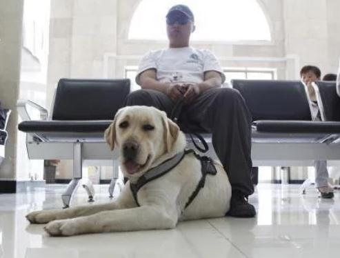 中国正在征用的5种军警犬,每一只都是保家卫国的能手!